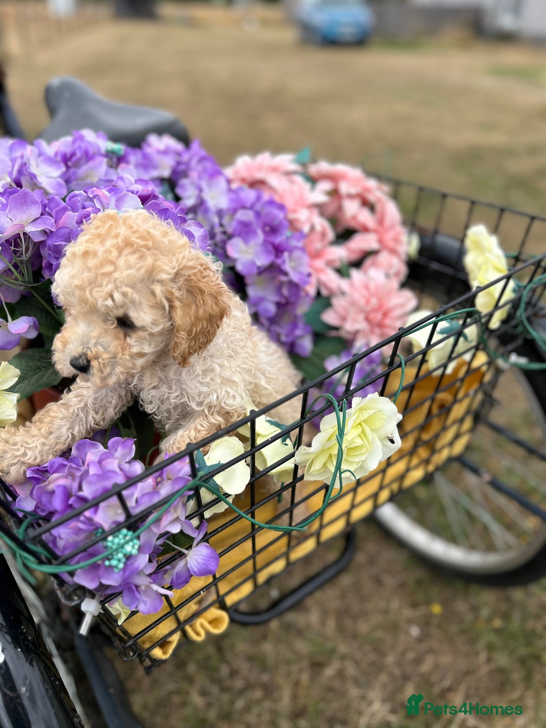 Cockapoo dogs for sale: YANKYDOODLES  ( COCKERPOOS) - Image 17