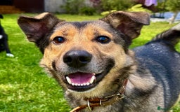 German Shepherd dogs for adoption: Buzz — The Gentle Soul  in West Malling - Image 4