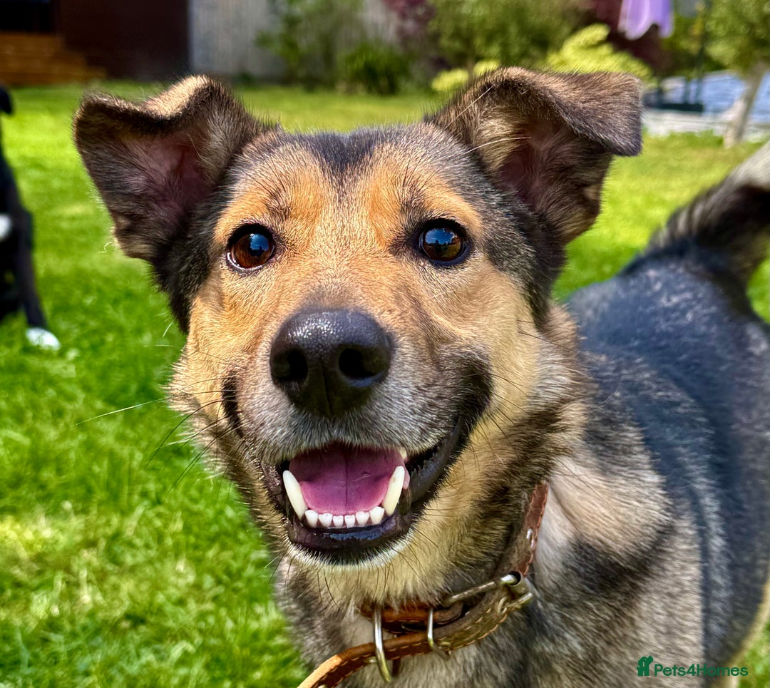 German Shepherd dogs for adoption: Buzz — The Gentle Soul  in West Malling - Image 4
