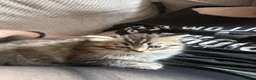Perdoll cats for sale: Persian Ragdoll Tabby Kittens  - Advert 6
