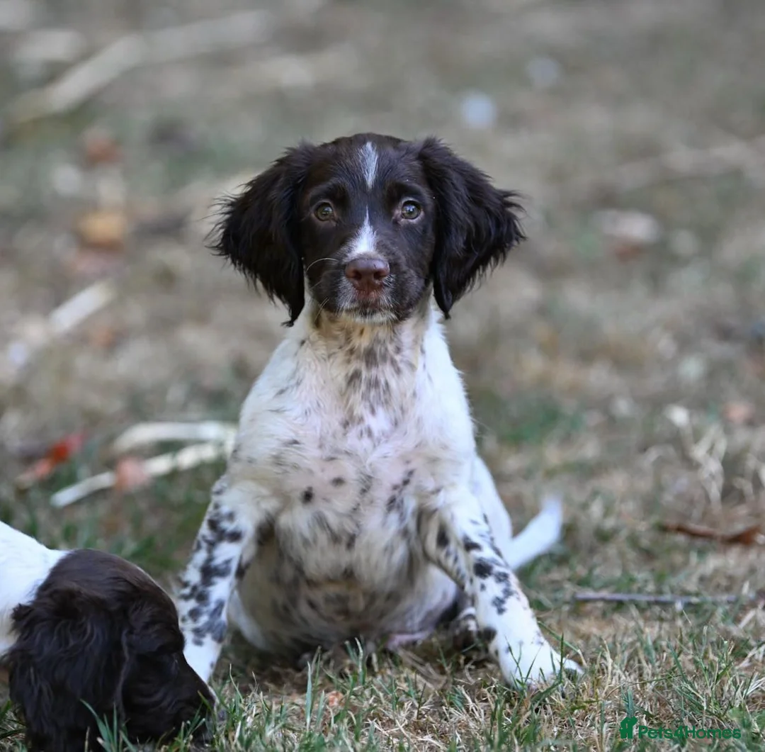 English Springer Spaniel dogs for sale: Kennel club registered Springer Spaniel Puppies - Advert 1