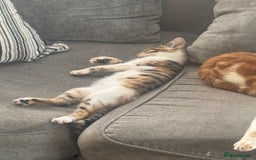 Domestic Shorthair cats for sale: 2 female cats  - Image 8