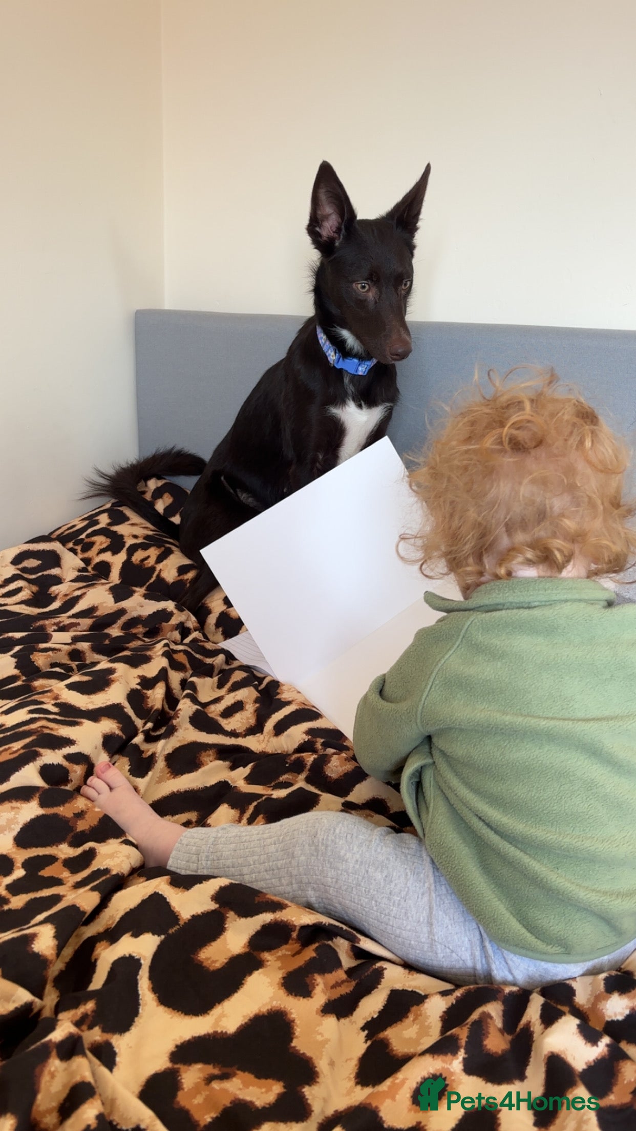 Mixed Breed dogs 1 year old German shepherd x collie - Advert 2