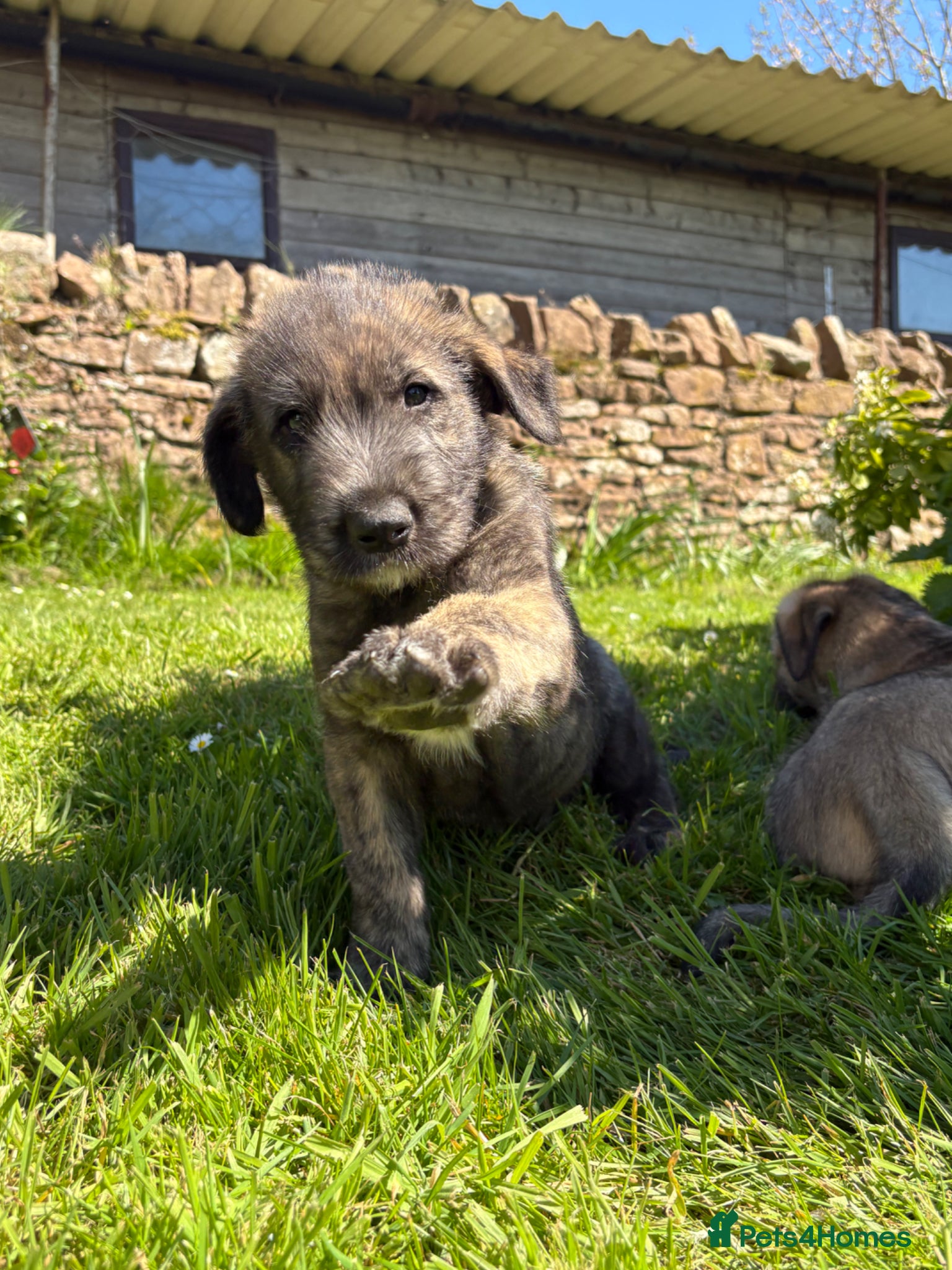 Irish Wolfhound dogs Adorable Irish wolfhound puppies  - Advert 1