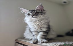 Maine Coon cats for sale: Maine Coon kittens  - Image 2