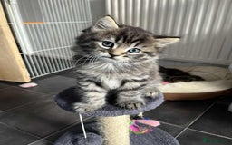 Mixed Breed cats for sale: Beautifull fluffy kittens  - Image 25