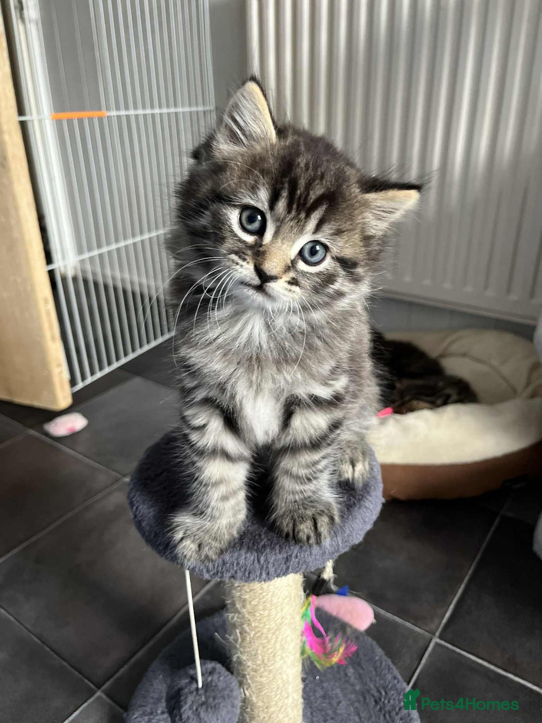 Mixed Breed cats for sale: Beautifull fluffy kittens  - Image 25