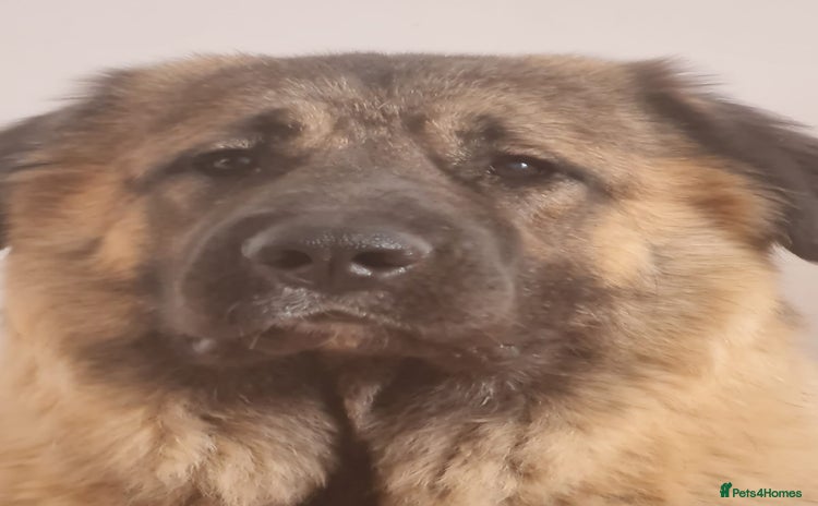 Caucasian Shepherd Dog dogs - Advert 3