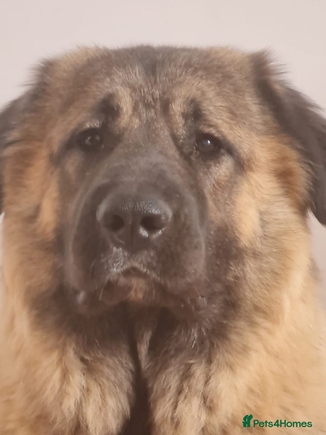 Caucasian Shepherd Dog dogs for sale: Caucasian Shepherd Female 1 Year and 10 months - Image 1
