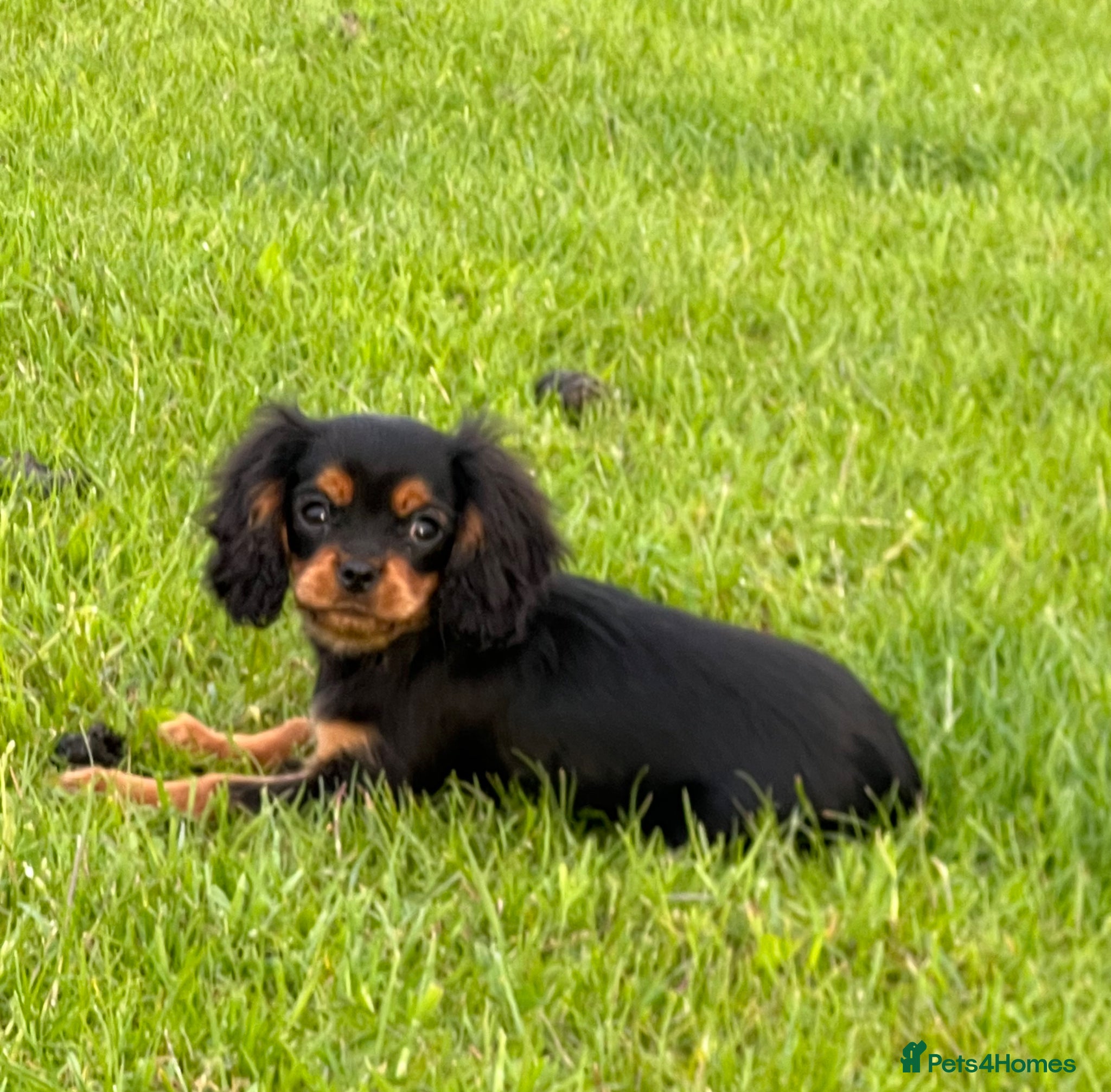 Cavalier King Charles Spaniel dogs REDUCED Beautiful Cavaleir King Charles puppies  - Advert 2