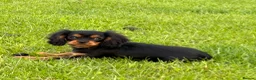 Cavalier King Charles Spaniel dogs for sale: REDUCED Beautiful Cavaleir King Charles puppies  - Advert 1