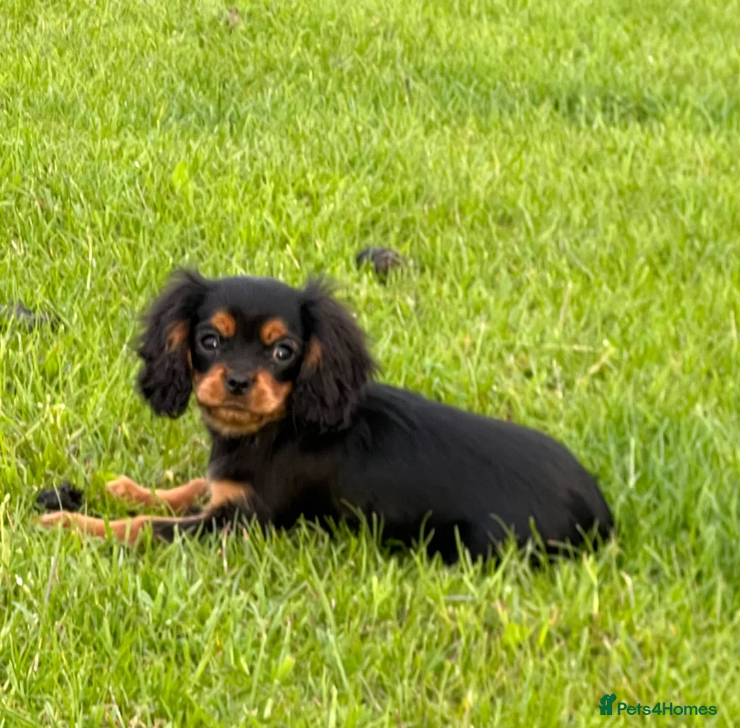 Cavalier King Charles Spaniel dogs for sale: REDUCED Beautiful Cavaleir King Charles puppies  - Advert 1