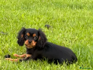 Cavalier King Charles Spaniel dogs REDUCED Beautiful Cavaleir King Charles puppies - Advert 2