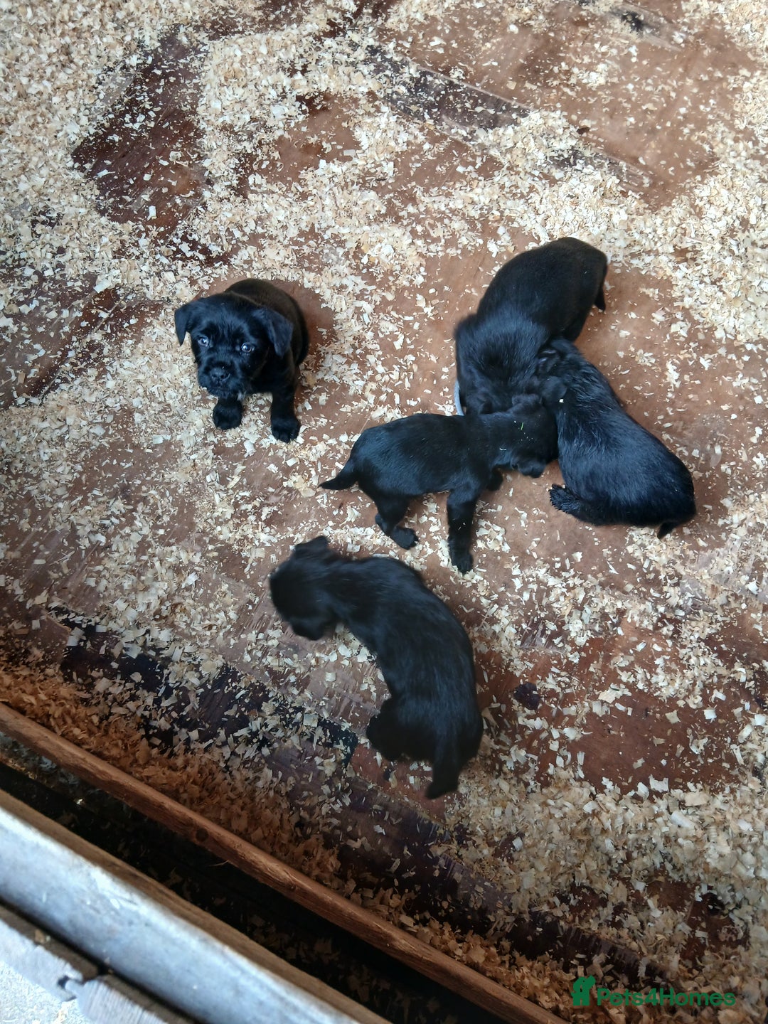Mixed Breed dogs for sale: Border X Patterdale pups  - Advert 2
