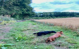 Cocker Spaniel dogs for sale: Working Cocker Spaniel Puppies   - Image 8