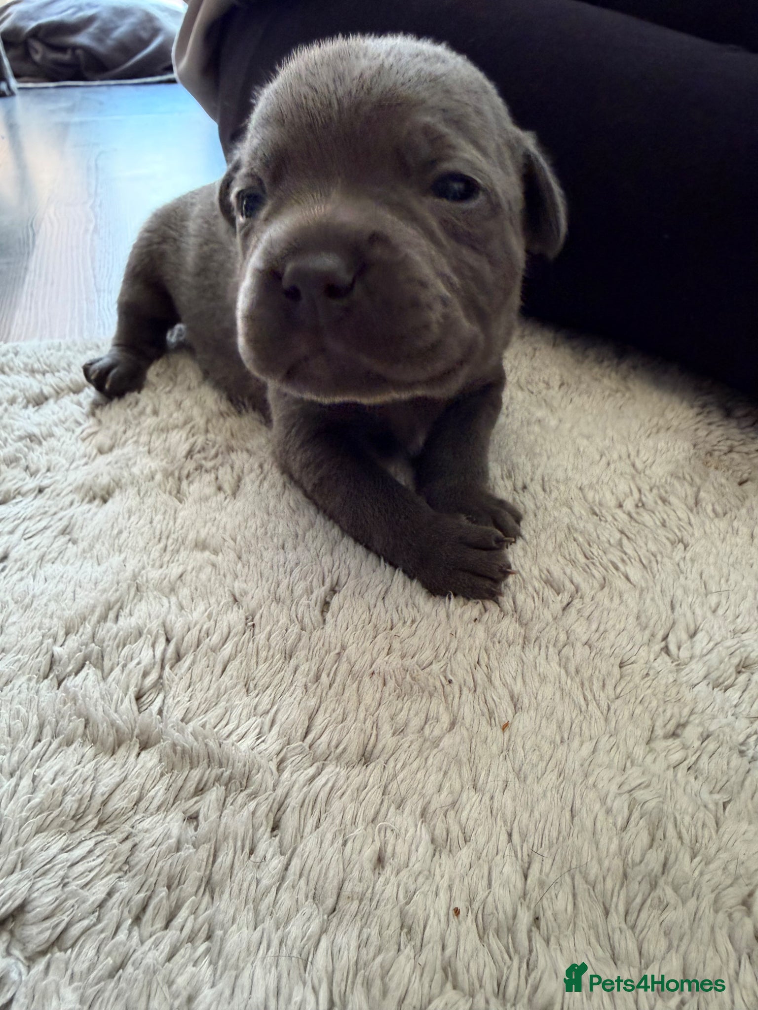 Staffordshire Bull Terrier dogs 7 beautiful KC staffy puppy.. 1 boy left  - Advert 6