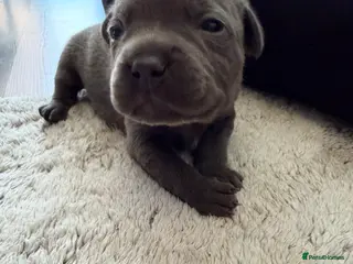 Staffordshire Bull Terrier dogs 7 beautiful KC staffy puppy.. 1 boy left - Advert 6