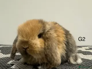 Mini Lop rabbits ⭐️mini lop girl now ready to go ⭐️ - Advert 18