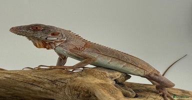 Iguana reptiles - Advert 8