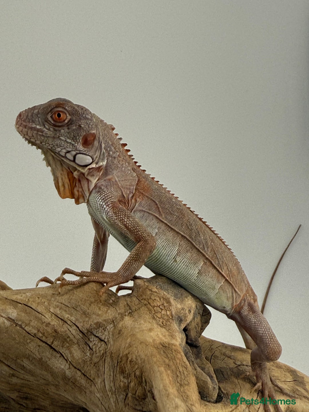 Iguana reptiles for sale: Iguana Snow Zero - Image 2