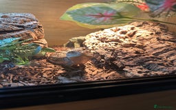 Skink reptiles for sale: Blue tounged skink  in Bristol - Image 3