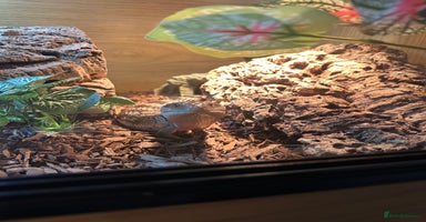 Skink reptiles in Bristol - Advert 4