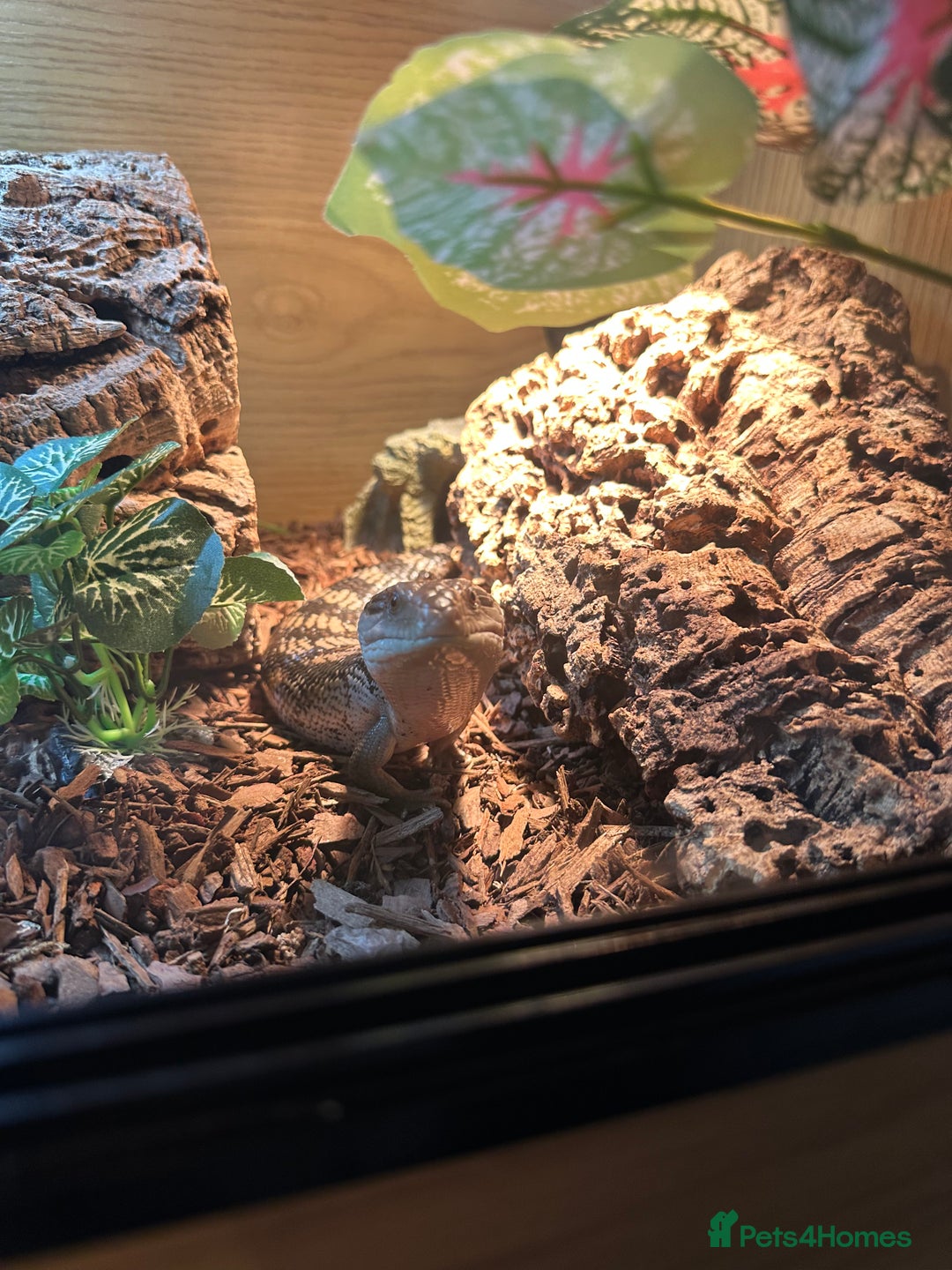 Skink reptiles for sale: Blue tounged skink  in Bristol - Image 3