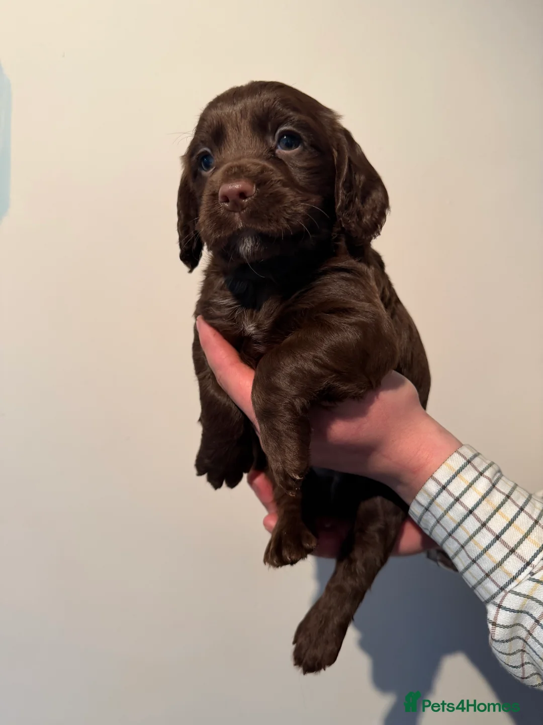 Cocker Spaniel dogs for sale: Working cocker spaniel pups  - Advert 4