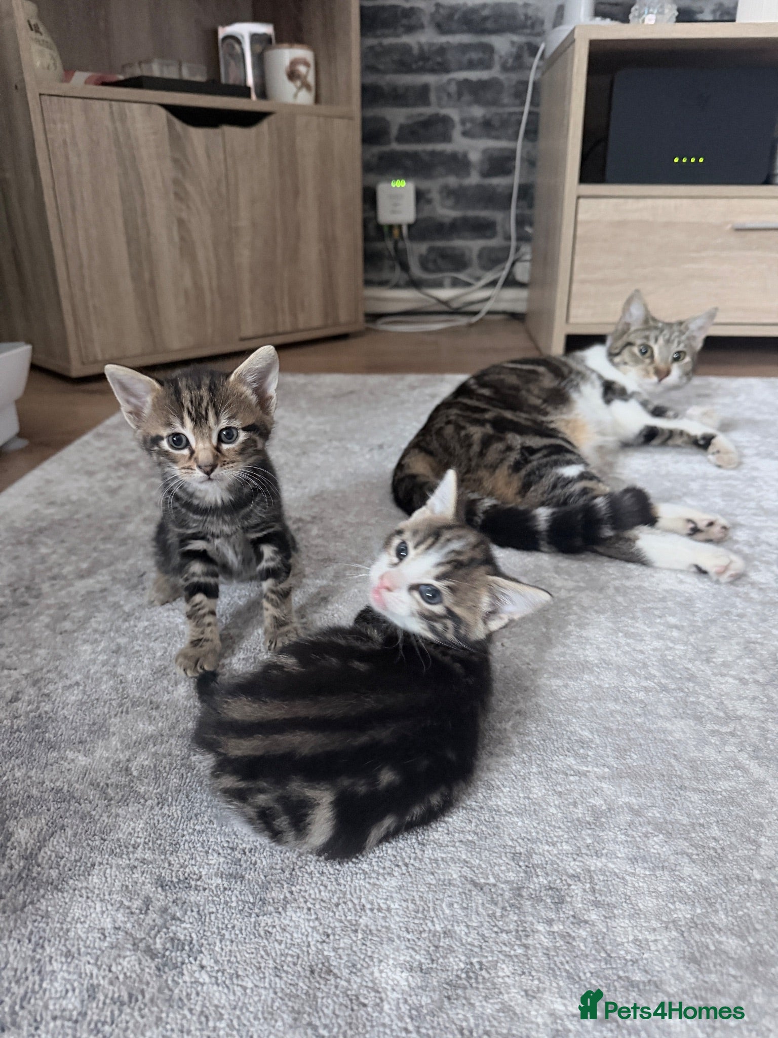 Mixed Breed cats Tabby Male kitten  - Advert 1