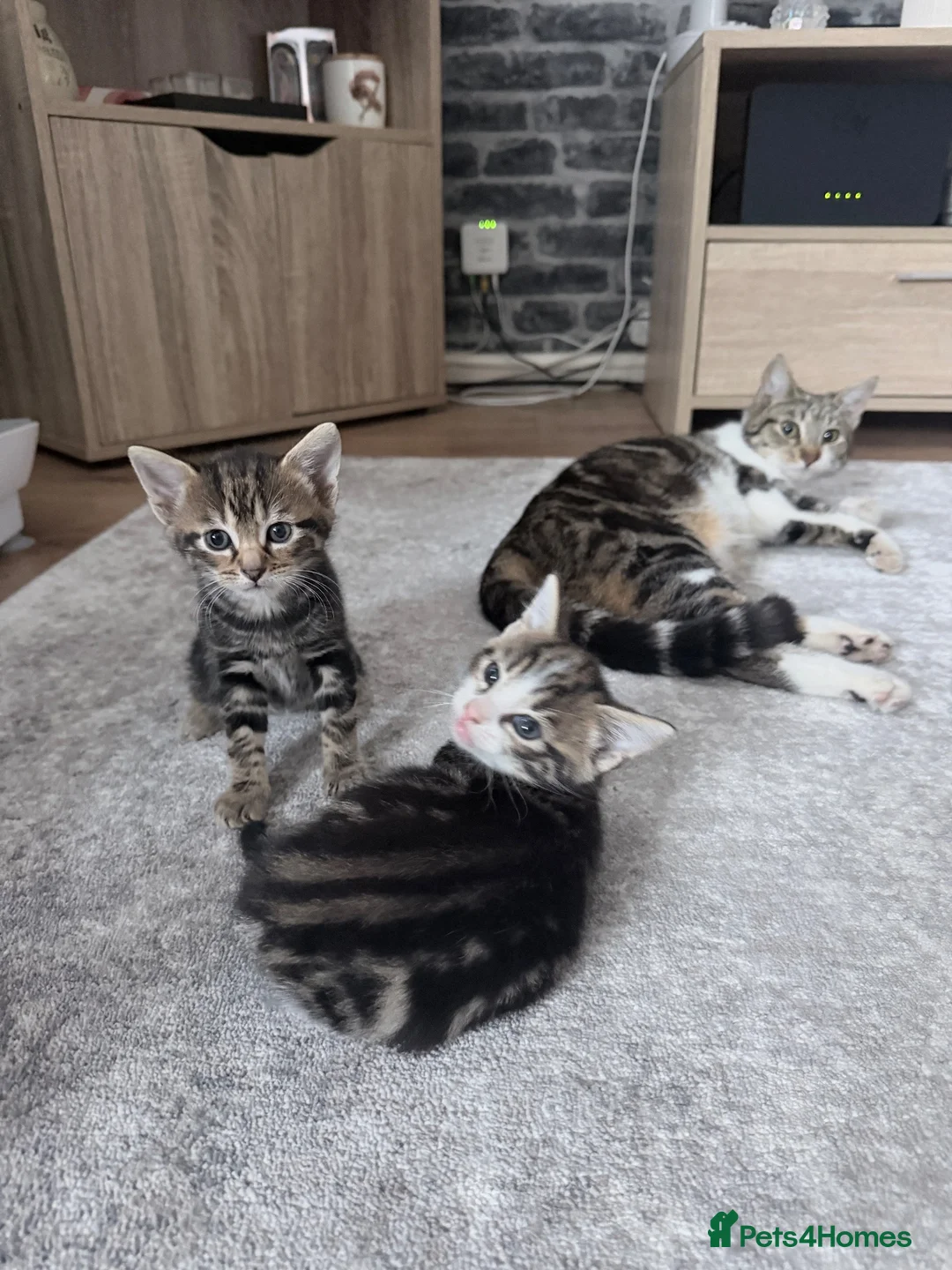 Mixed Breed cats for sale: Tabby Male kitten  - Advert 1