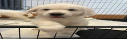 Golden Retriever dogs for sale: KC Old English Cream Golden Retrievers - Advert 4