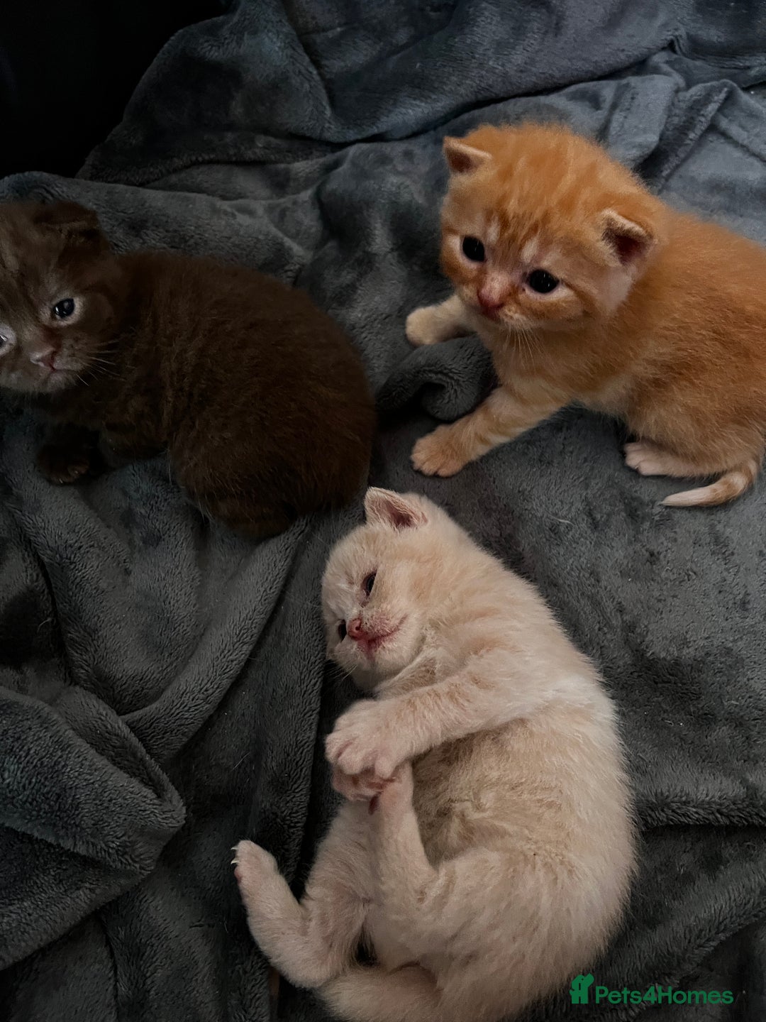 British Shorthair cats for sale: Beautiful pedigree bsh kittens  - Image 16