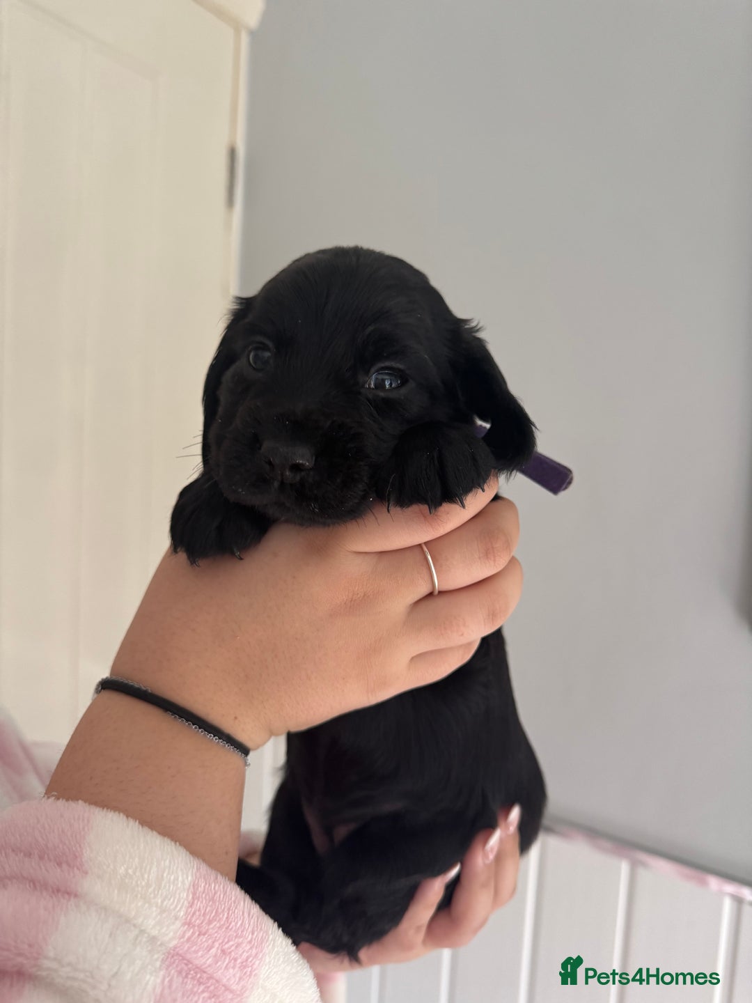 Cocker Spaniel dogs for sale: Working cocker spaniel 1 girls left  - Image 7