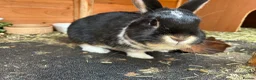 Mixed Breed rabbits for sale: Rabbits bonded pair - Advert 8