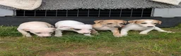 Whippet dogs for sale: Stunning whippet puppies  - Advert 2