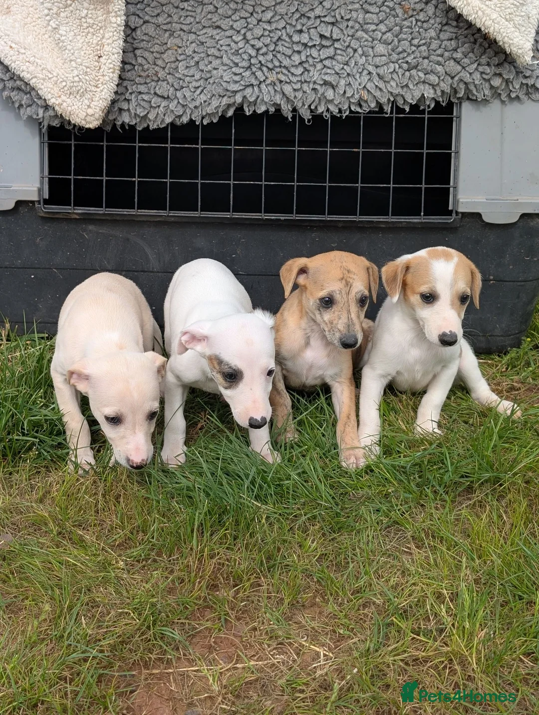 Whippet dogs for sale: Stunning whippet puppies  - Advert 2