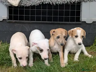 Whippet dogs Stunning whippet puppies - Advert 2