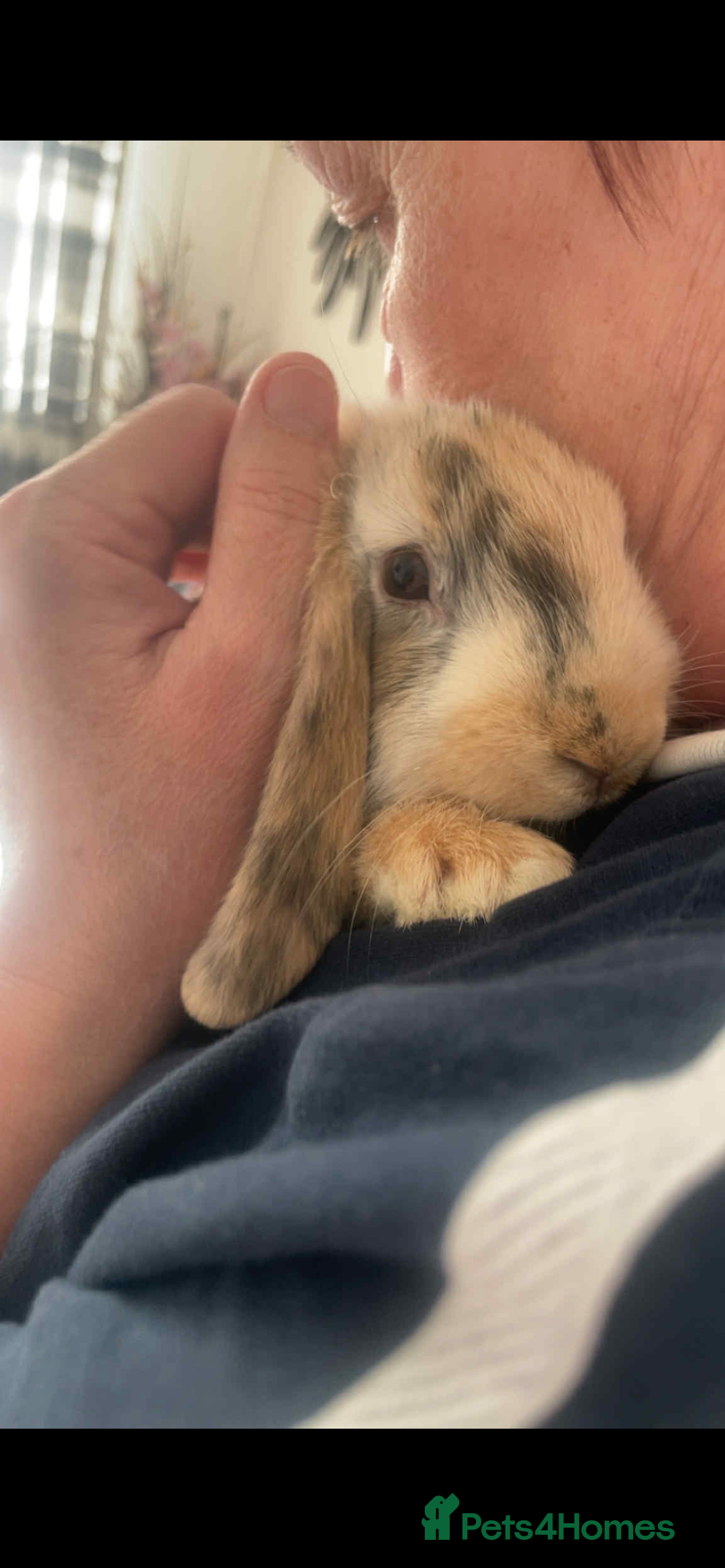 Harlequin rabbits for sale:  Gorgeous rabbit looking for her new home  - Image 4