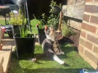 Mixed Breed cats our little black and white kitten - Advert 2