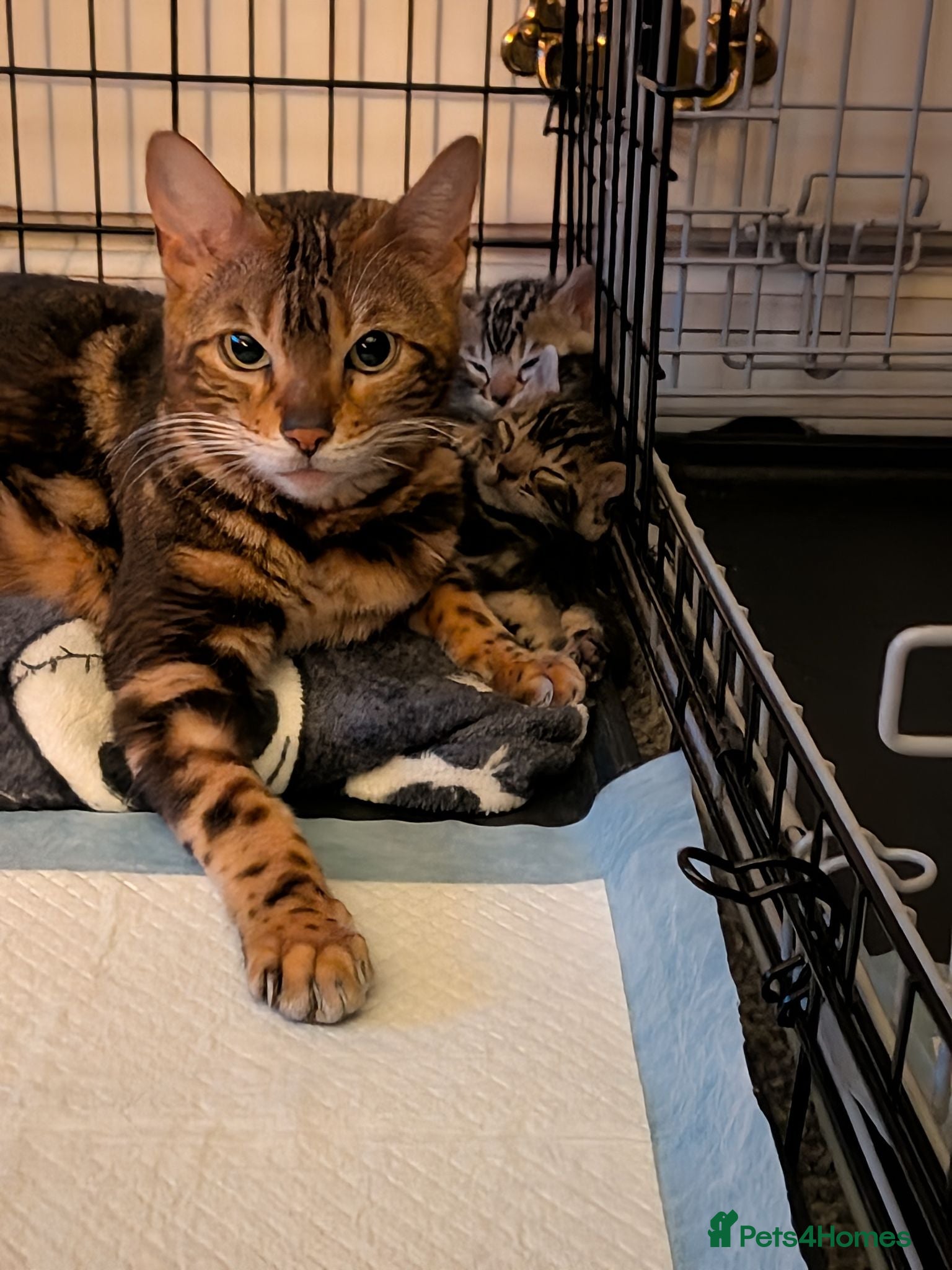 Bengal cats Beautiful Marble Bengal Kittens  - Advert 3