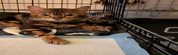 Bengal cats for sale: Beautiful Marble Bengal Kittens  - Advert 2