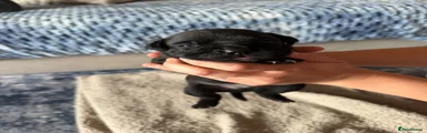 Ernest 