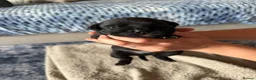 Staffordshire Bull Terrier dogs for sale: KC Registered Staffordshire Bull Terrier Puppies - Advert 5