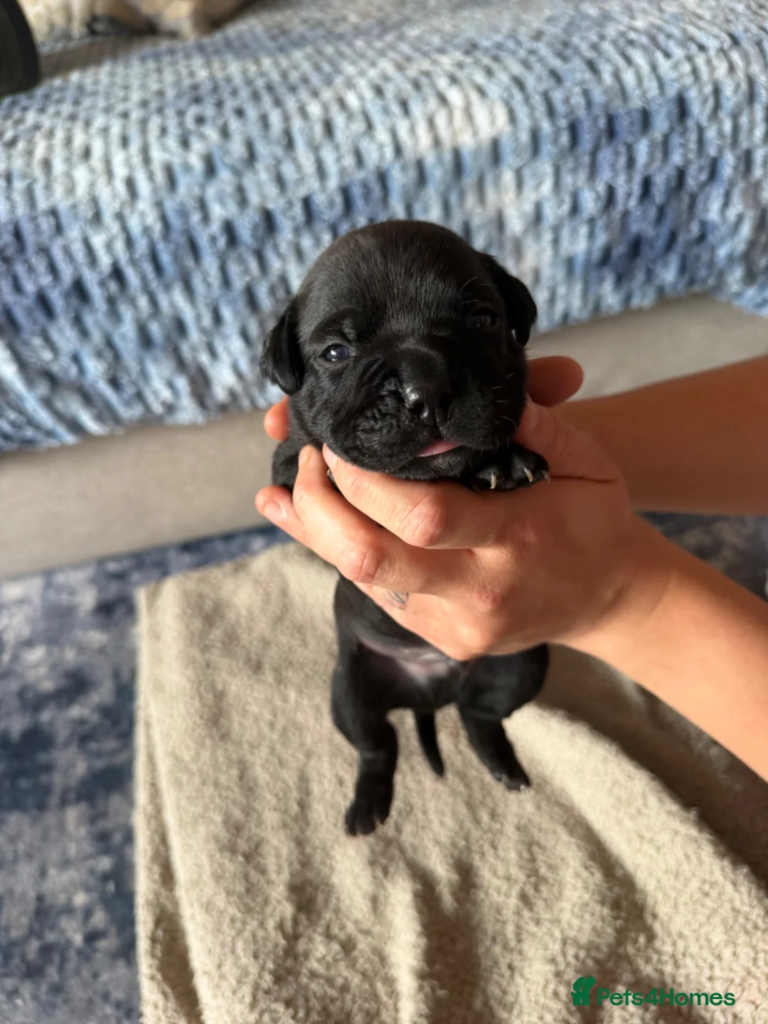 Staffordshire Bull Terrier dogs for sale: 🩷ONE GIRL LEFT KC Registered SBT - Advert 40