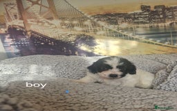 Cockapoo dogs for sale: 4 outstanding cockerpoos  - Image 6