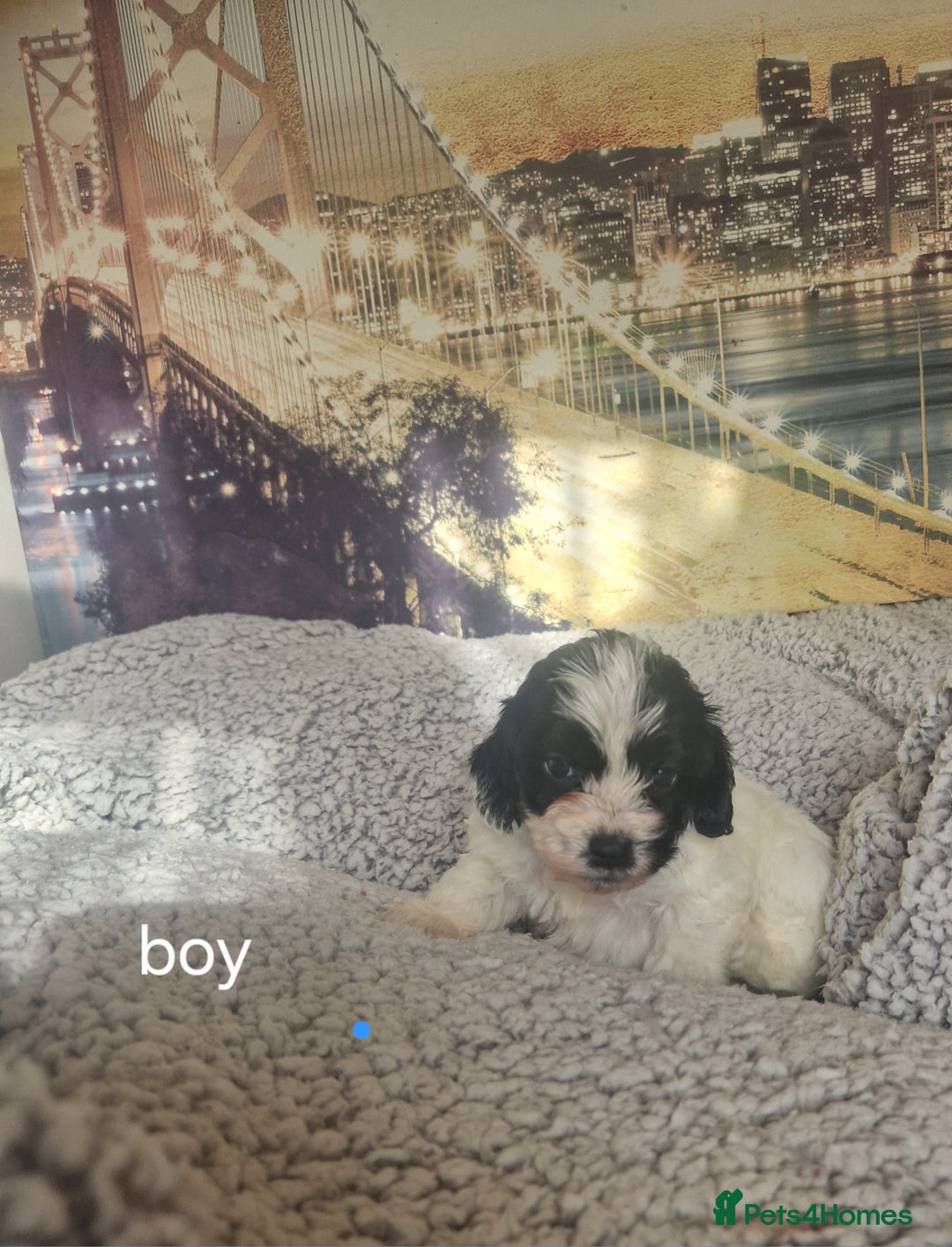 Cockapoo dogs for sale: 4 outstanding cockerpoos  - Image 6