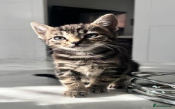 Mixed Breed cats for sale: 5 beautiful kittens - Image 2