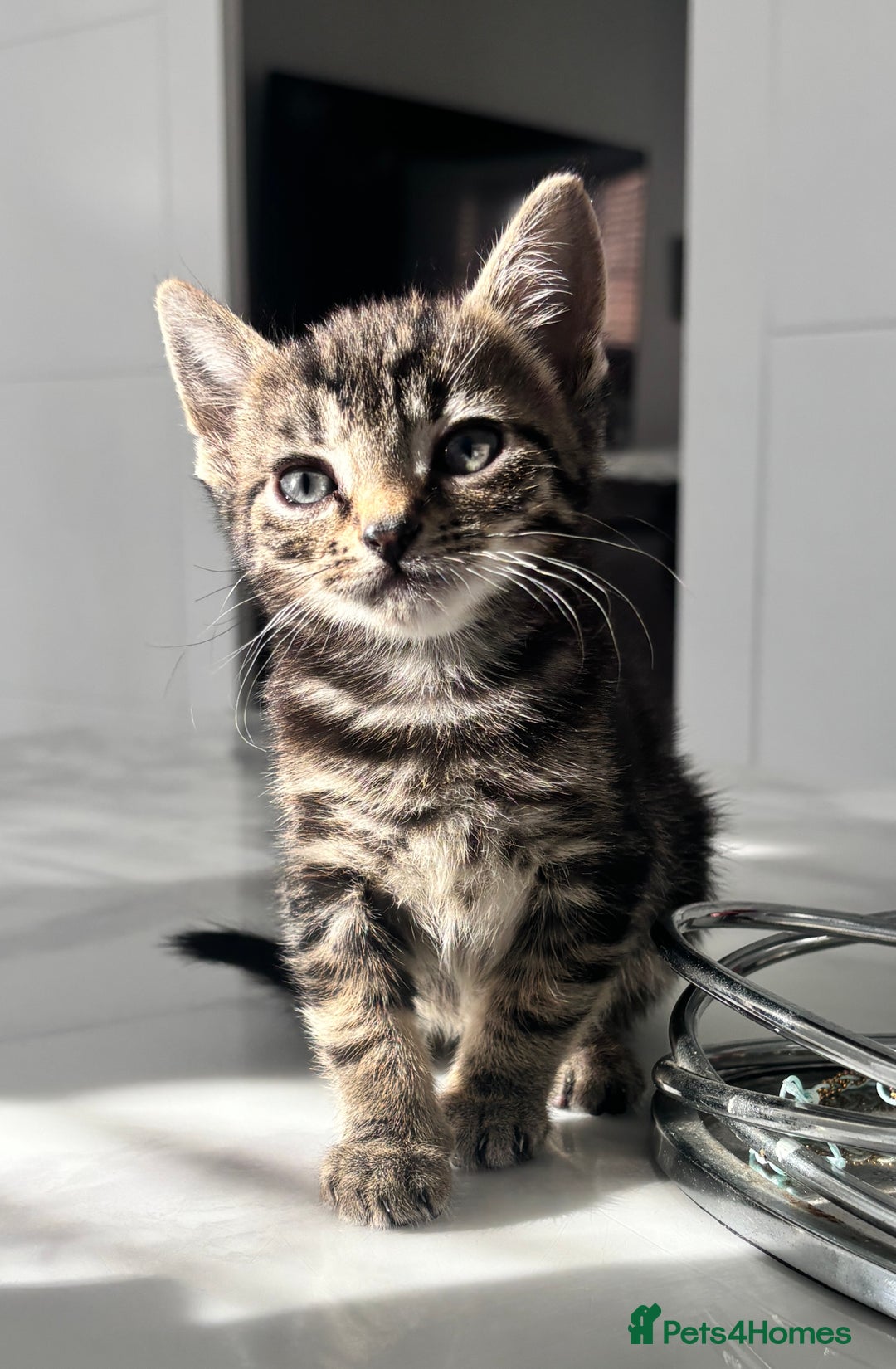 Mixed Breed cats for sale: 5 beautiful kittens - Image 2
