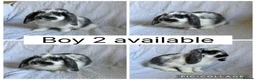 Mini Lop rabbits for sale: 3 beautiful baby mini lop boys READY NOW!  - Advert 1