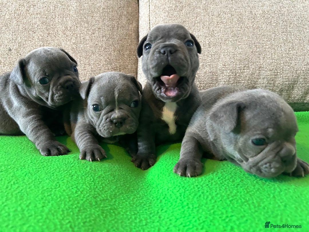 French Bulldog dogs for sale: Solid Blue French Bulldog female puppies - Image 13